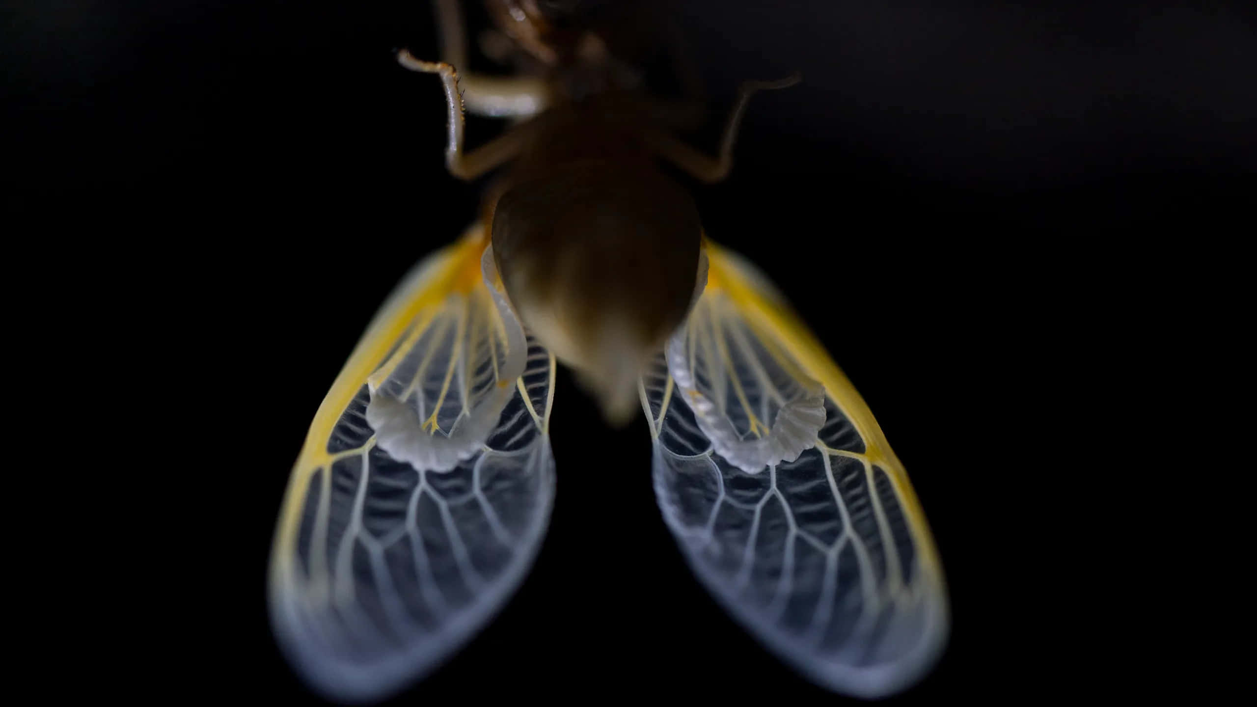 cicada, translucent wings, veined in yellow and white, 2K Desktop Wallpaper