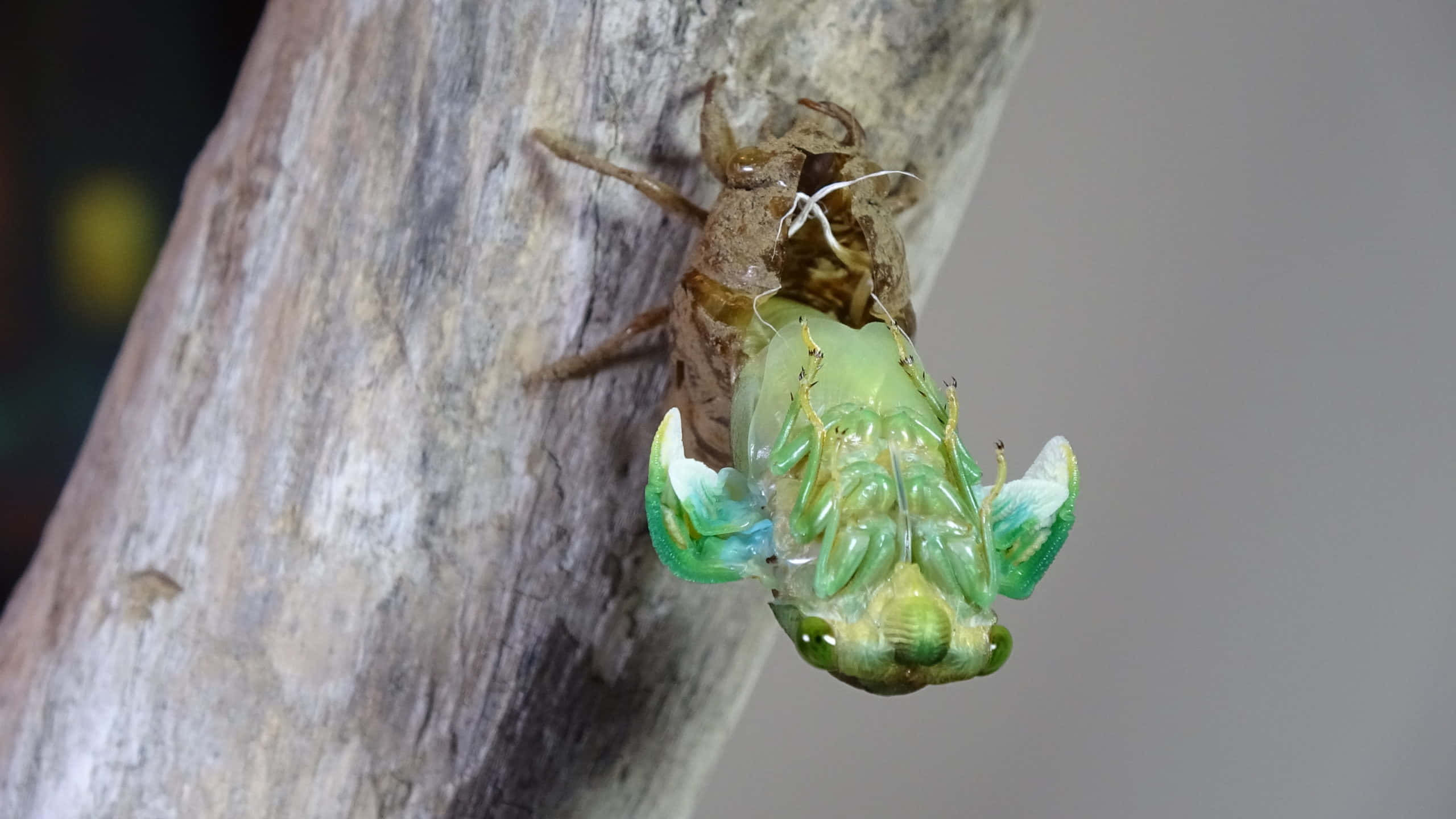 cicada, brown exoskeleton, textured tree trunk, 2K Desktop Wallpaper
