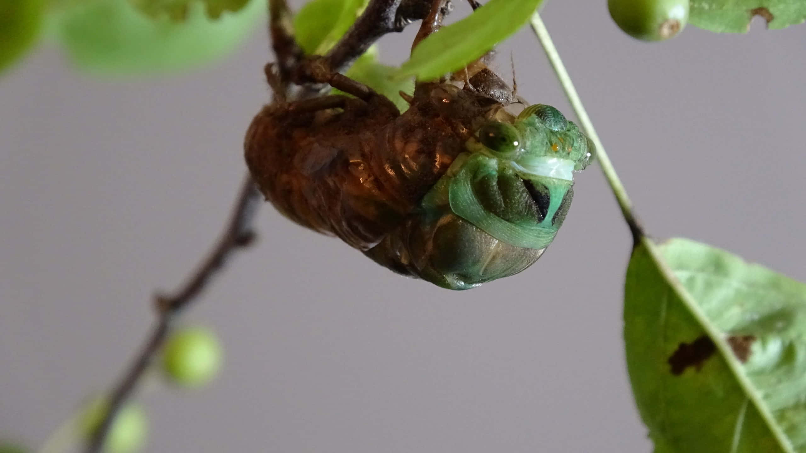 cicada, exoskeleton, leafy branch, 2K Desktop Wallpaper