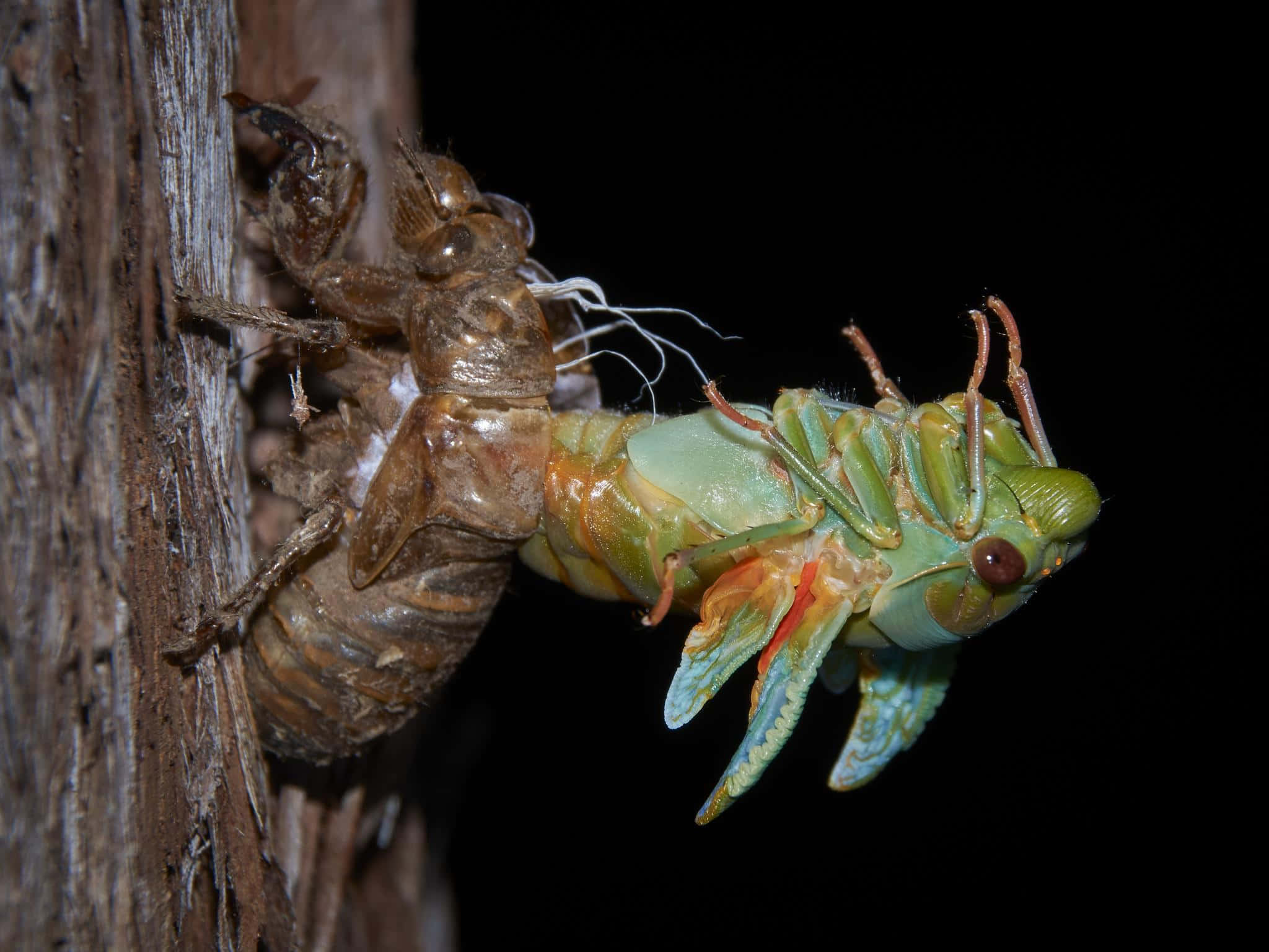 cicada, exoskeleton, tree trunk, Full HD Desktop Wallpaper