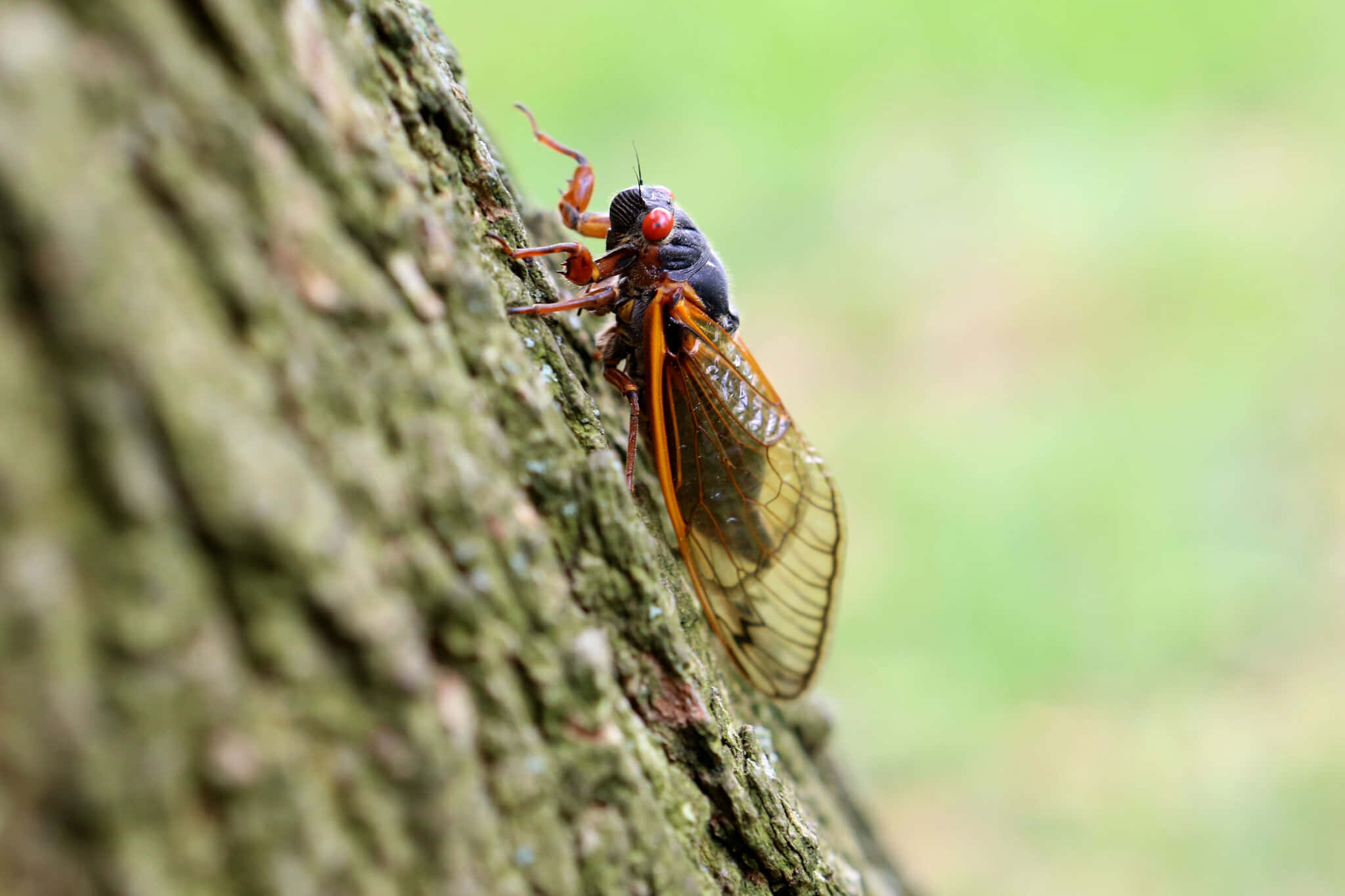 cicada, red eyes, translucent wings, Full HD Desktop Wallpaper