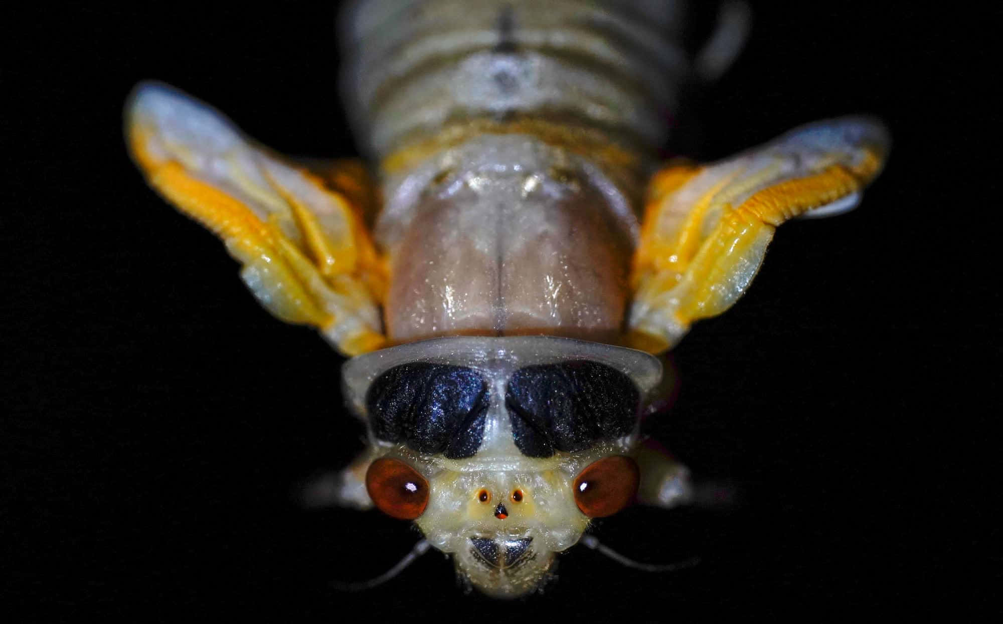 cicada, exoskeleton, translucent wings, Full HD Desktop Wallpaper