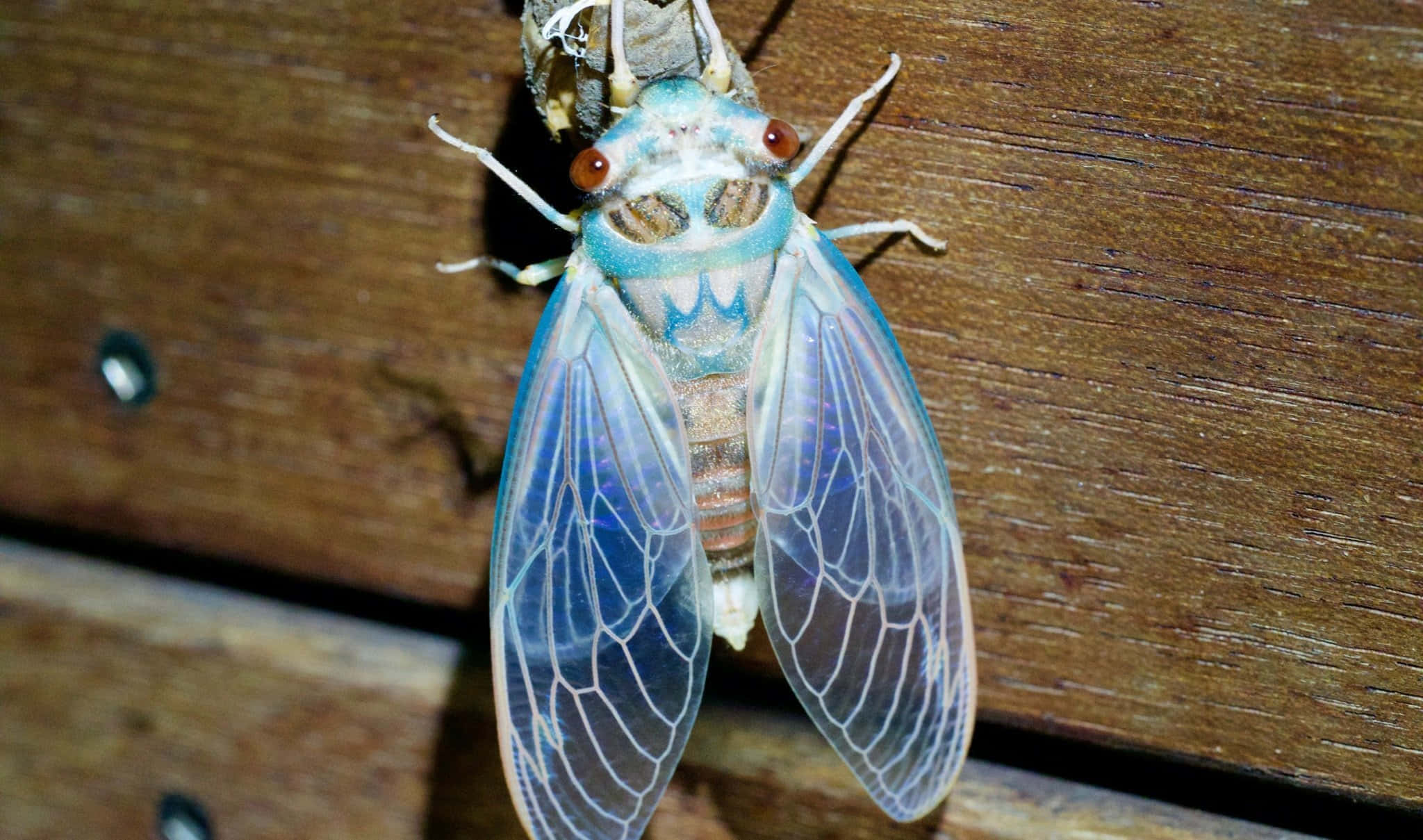 cicada, translucent wings, weathered wooden surface, Full HD Desktop Wallpaper