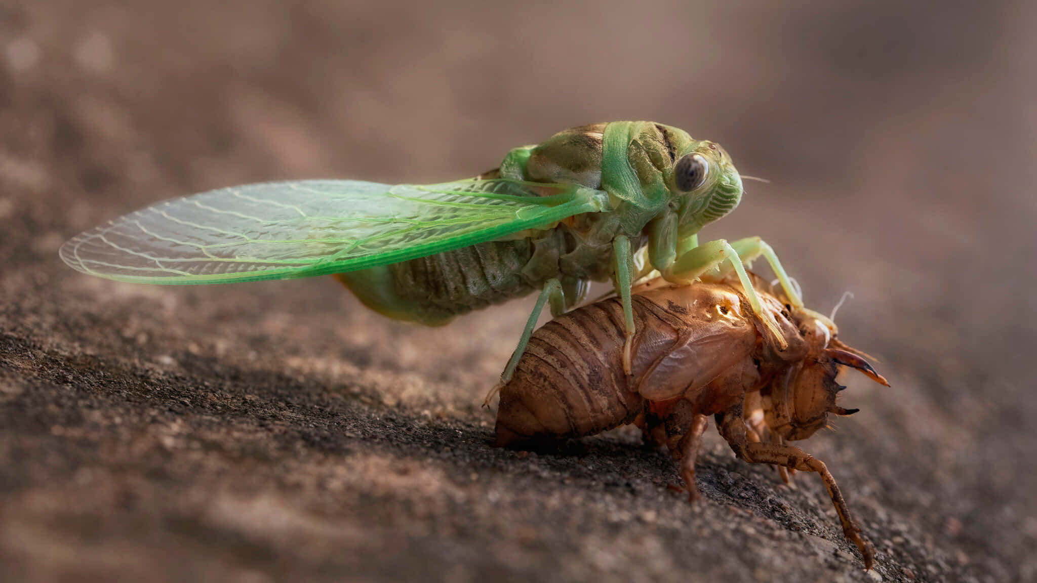 cicada, exoskeleton, bark surface, Full HD Desktop Wallpaper