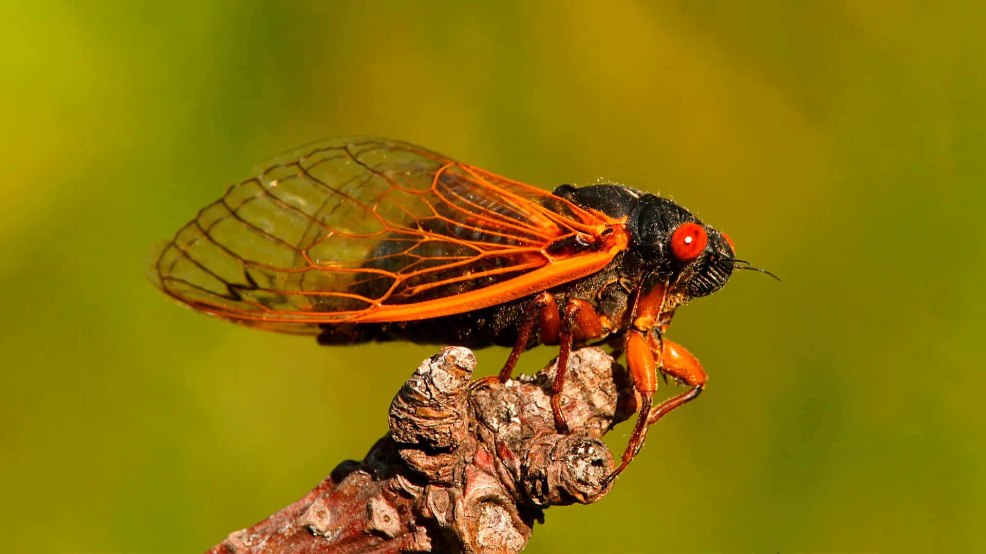 cicada, black, red eyes, Full HD Desktop Wallpaper