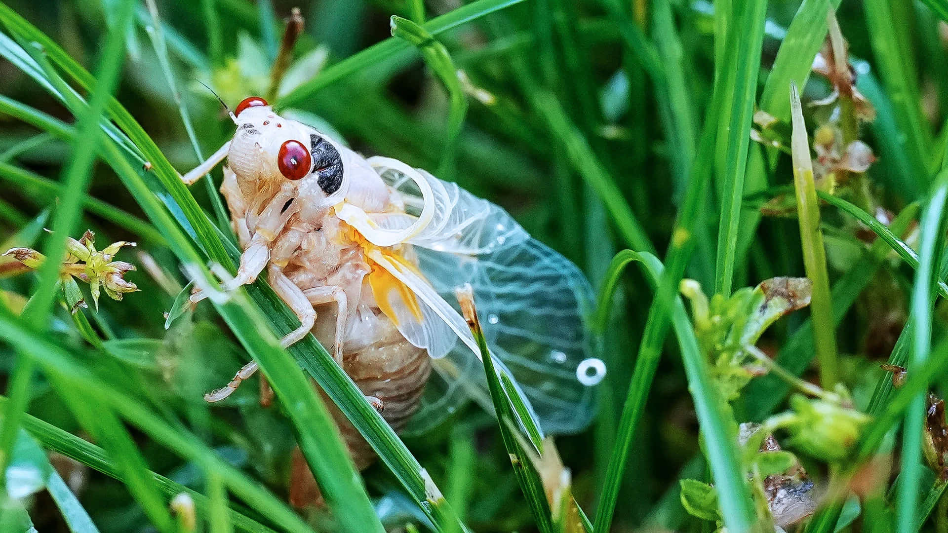 cicada, exoskeleton, translucent wings, Full HD Desktop Wallpaper