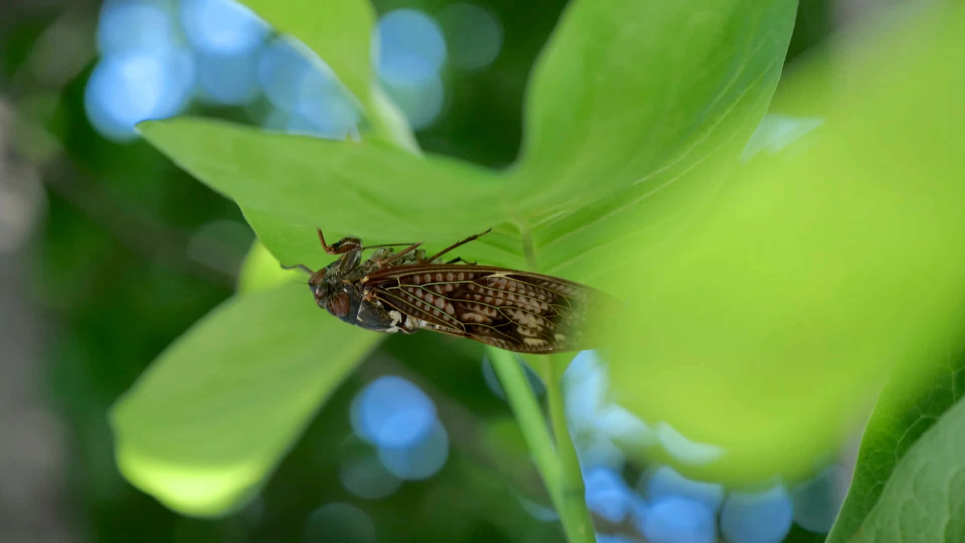 cicada, green leaf, brown patterned, Full HD Desktop Wallpaper
