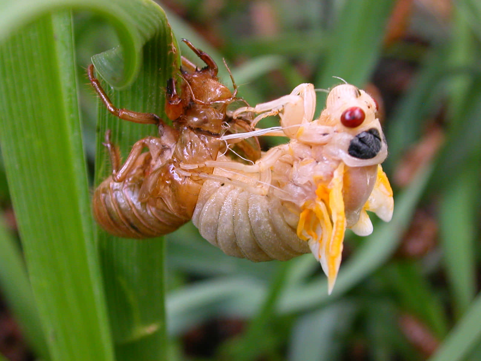 cicada, exoskeleton, green leaf, HD Desktop Wallpaper