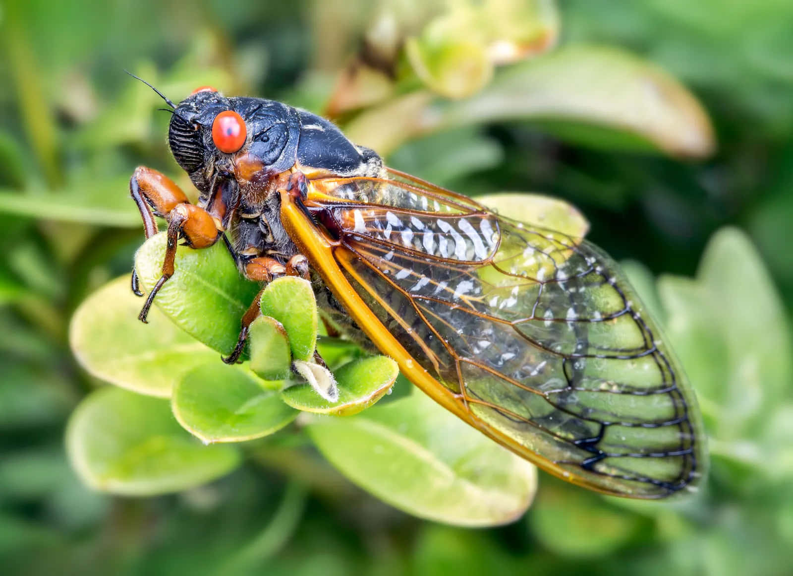 cicada, bright red eyes, translucent wings, HD Desktop Wallpaper