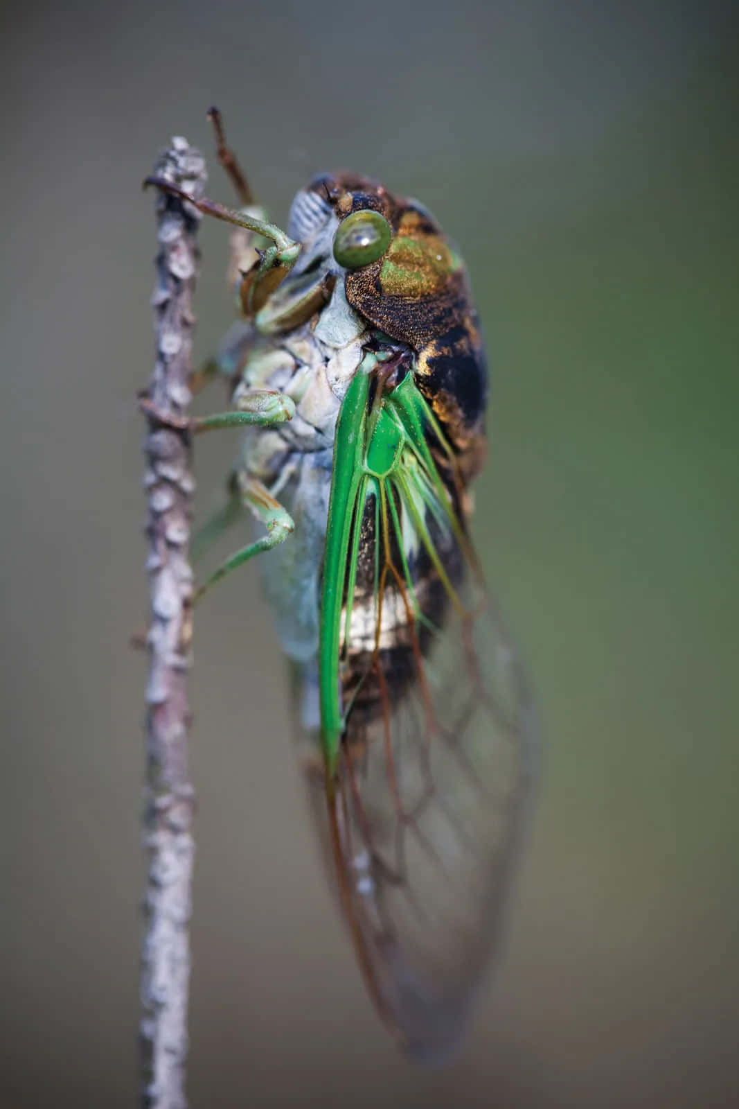 cicada, exoskeleton, translucent wings, HD Phone Wallpaper