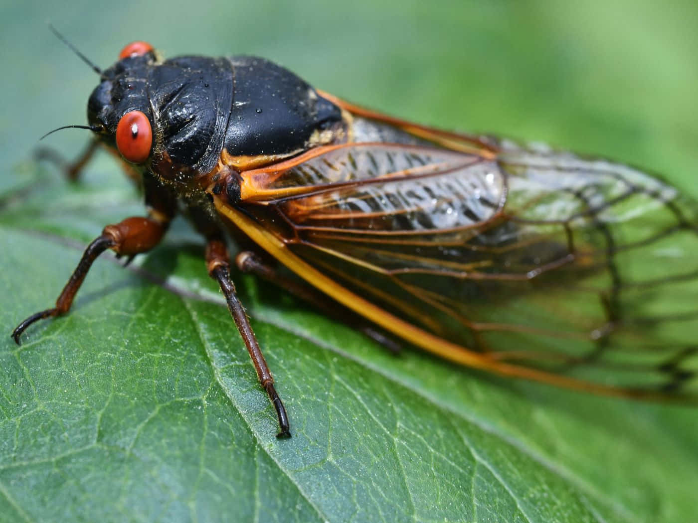 cicada, black cicada, bright red eyes, HD Desktop Wallpaper