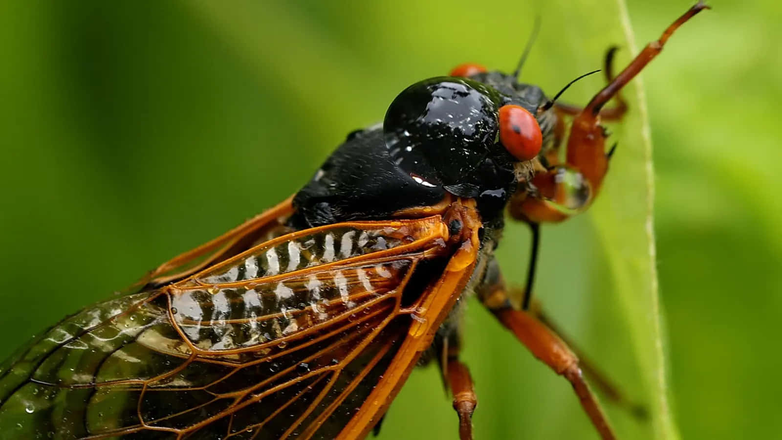 cicada, glossy black body, red eyes, HD Desktop Wallpaper