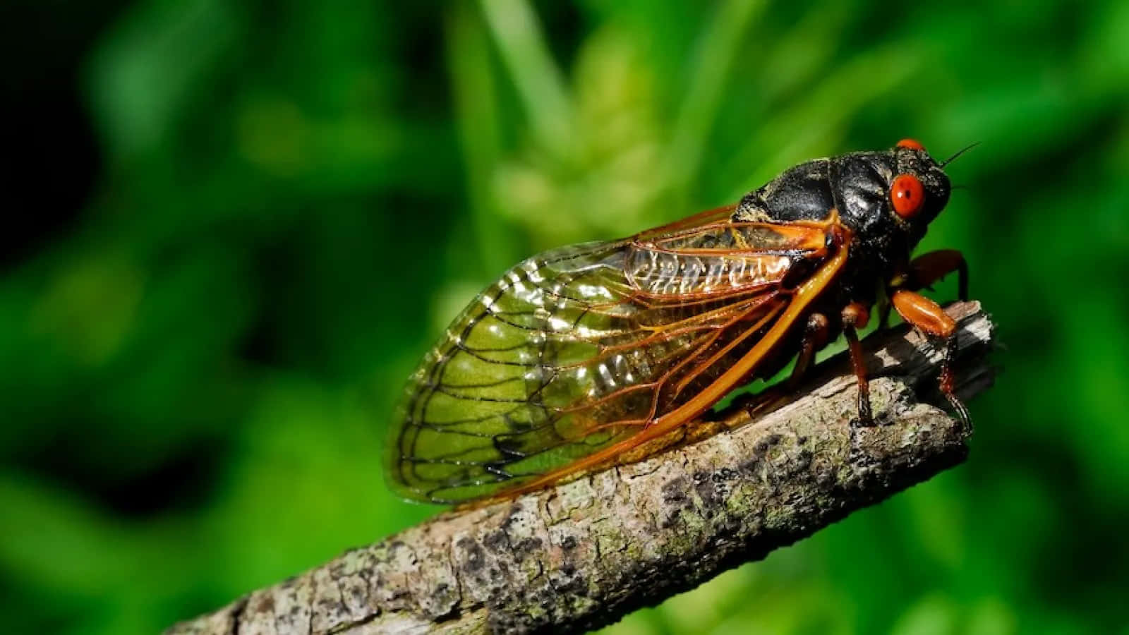 cicada, translucent wings, red eyes, HD Desktop Wallpaper