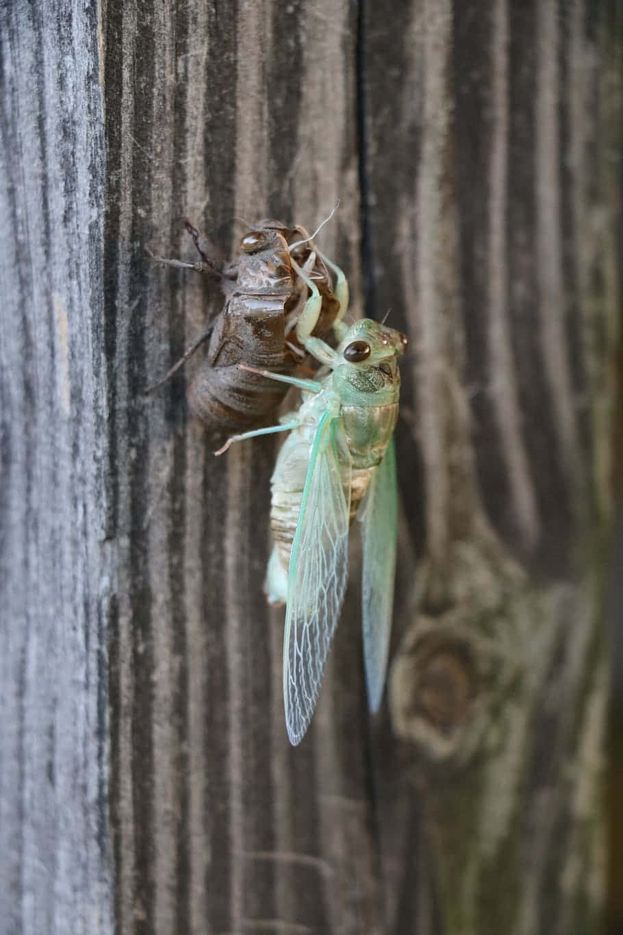 cicada, exoskeleton, green, HD Phone Wallpaper