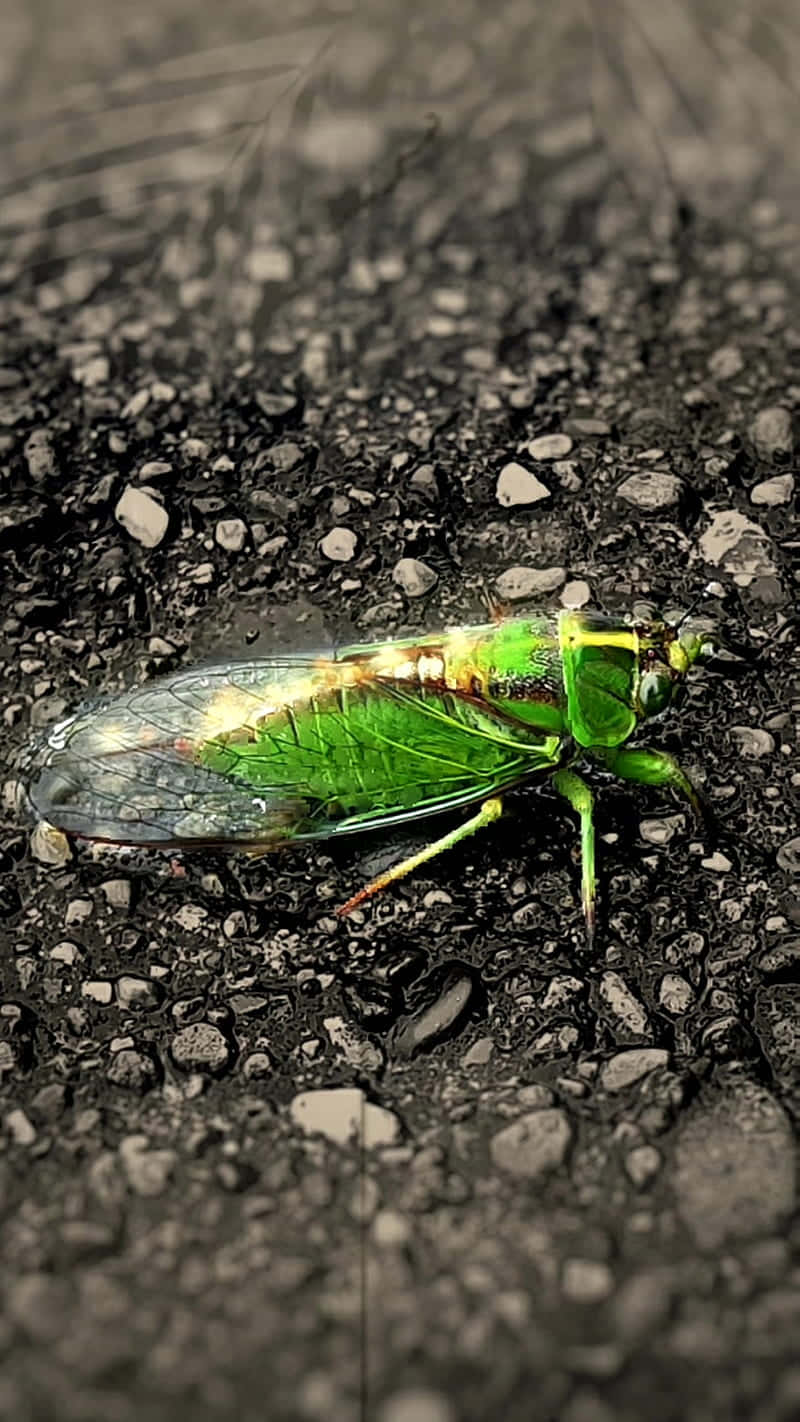 cicada, translucent wings, dark gravelly surface, HD Phone Wallpaper