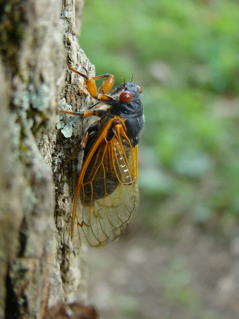 cicada, translucent orange wings, mossy tree trunk, SD Phone Wallpaper