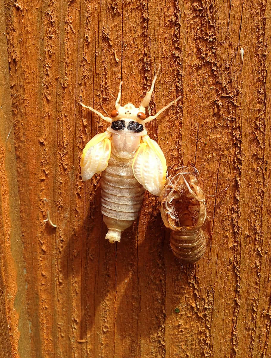 cicada, exoskeleton, translucent wings, SD Phone Wallpaper