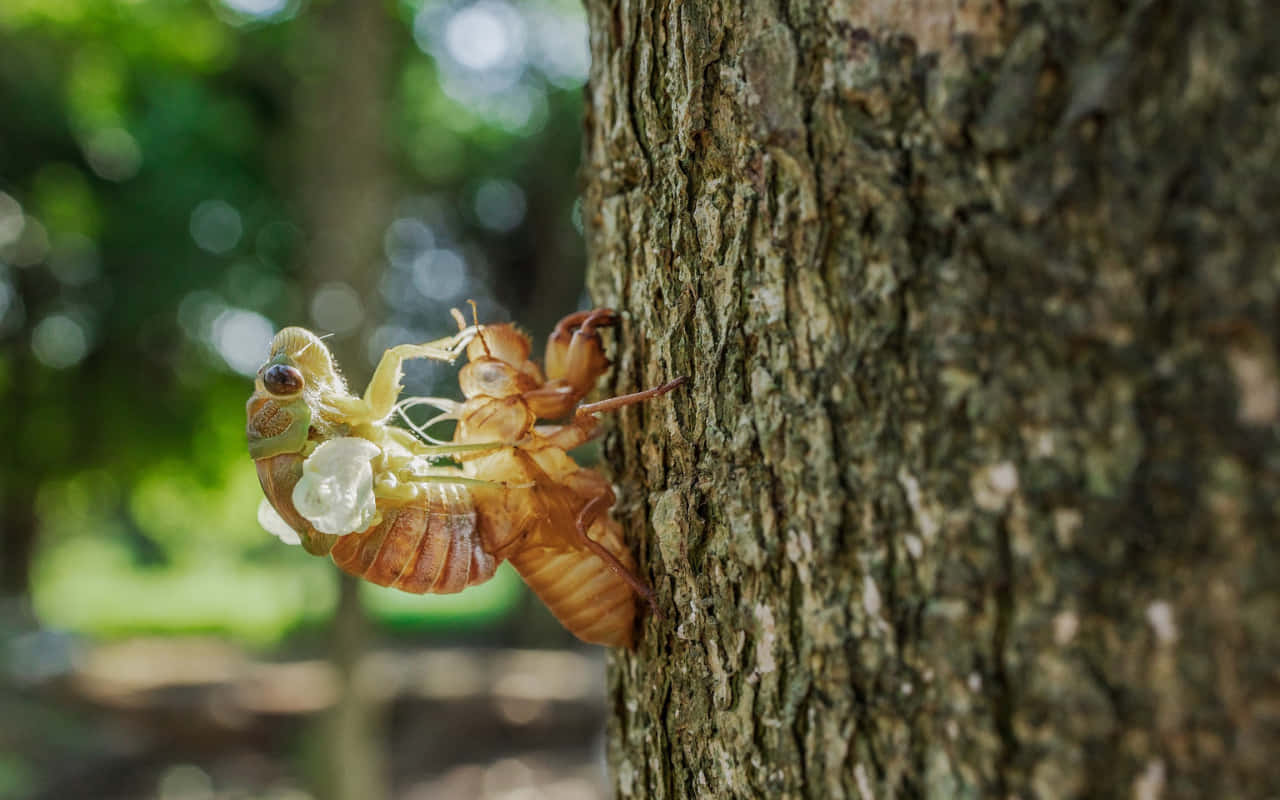 cicada, exoskeleton, tree trunk, HD Desktop Wallpaper