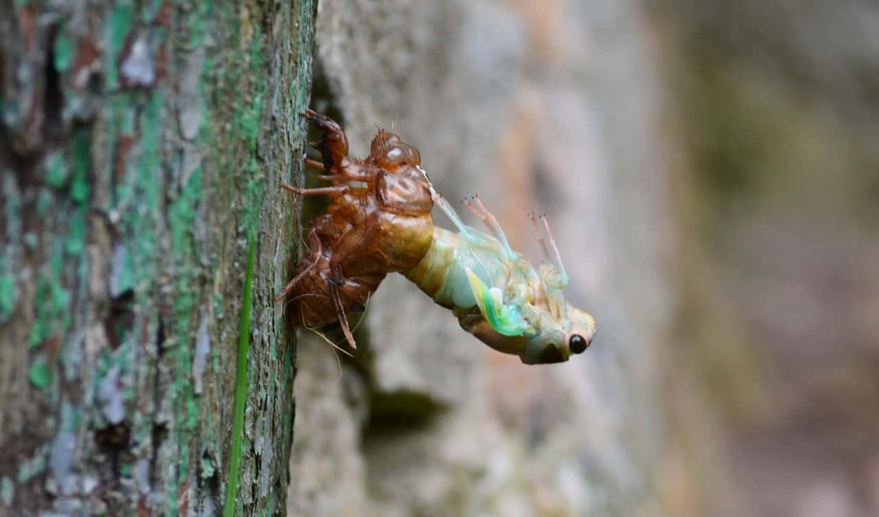 cicada, exoskeleton, mossy tree trunk, HD Desktop Wallpaper