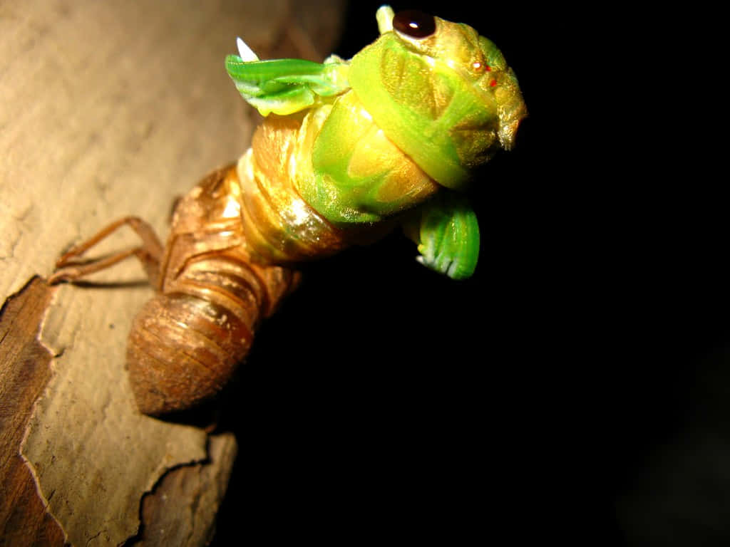 cicada, exoskeleton, tree bark, SD Desktop Wallpaper