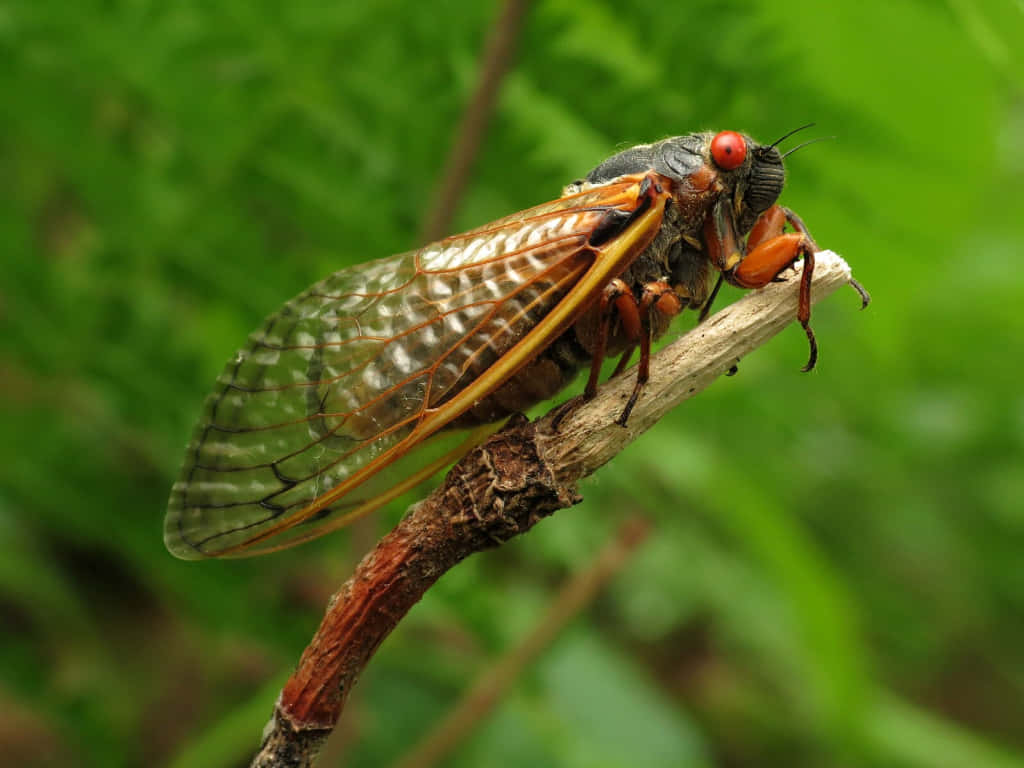 cicada, red eyes, translucent wings, SD Desktop Wallpaper