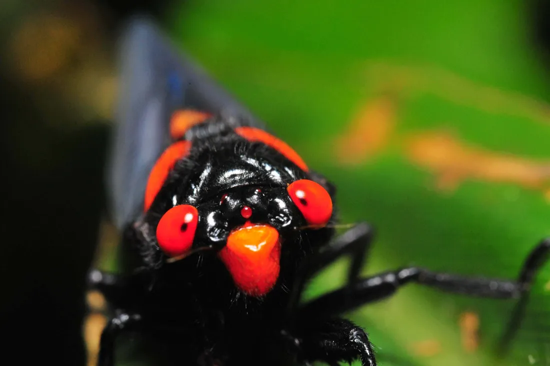 Cicada Nymph