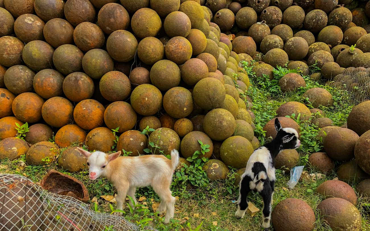 Citadelle Laferriere, goats, rusty cannonballs, HD Desktop Wallpaper