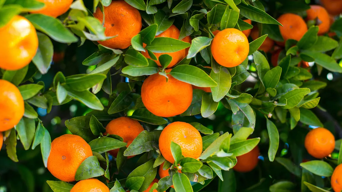 Citrus