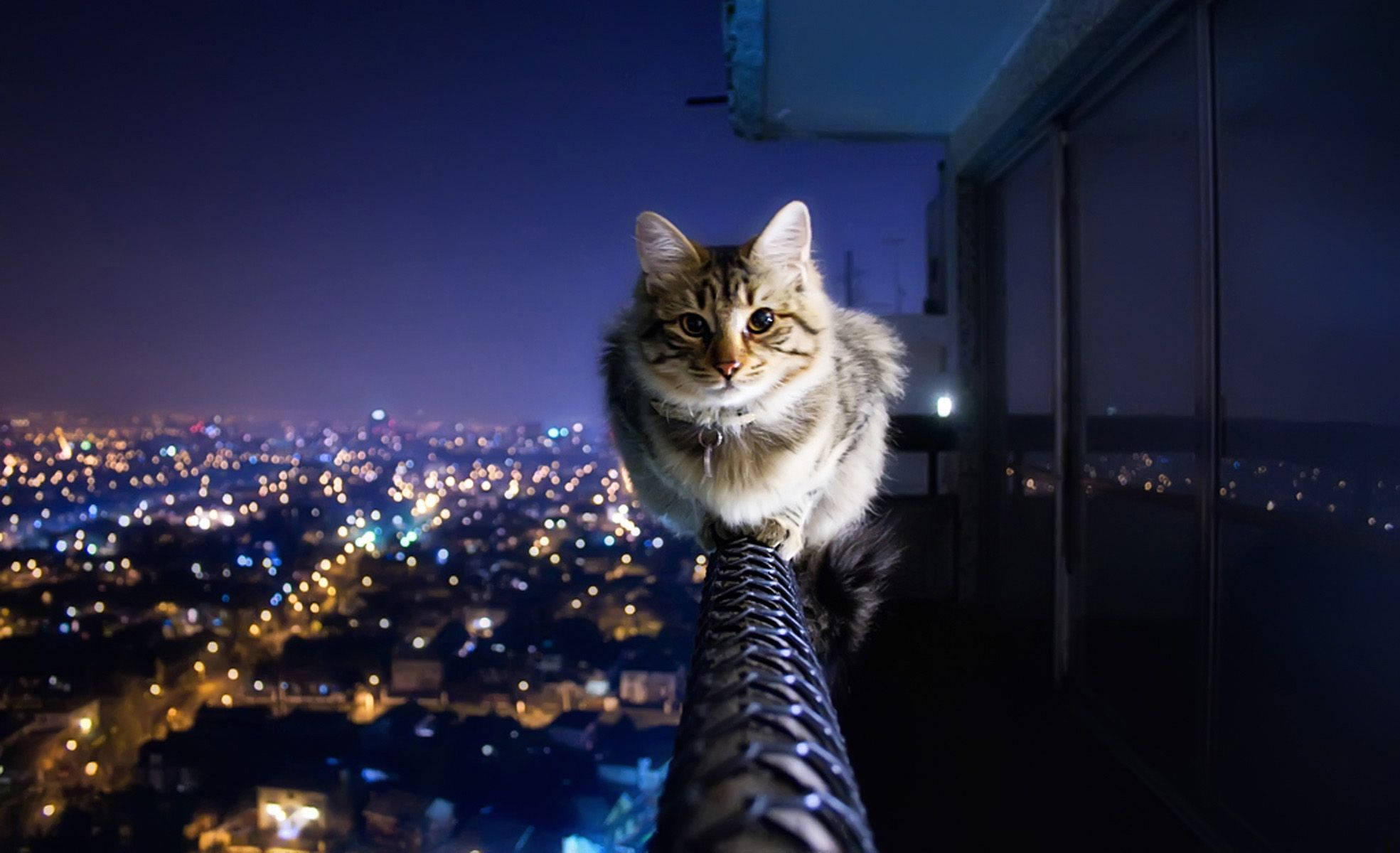 fluffy tabby cat, balcony railing, twinkling cityscape, Full HD Desktop Wallpaper