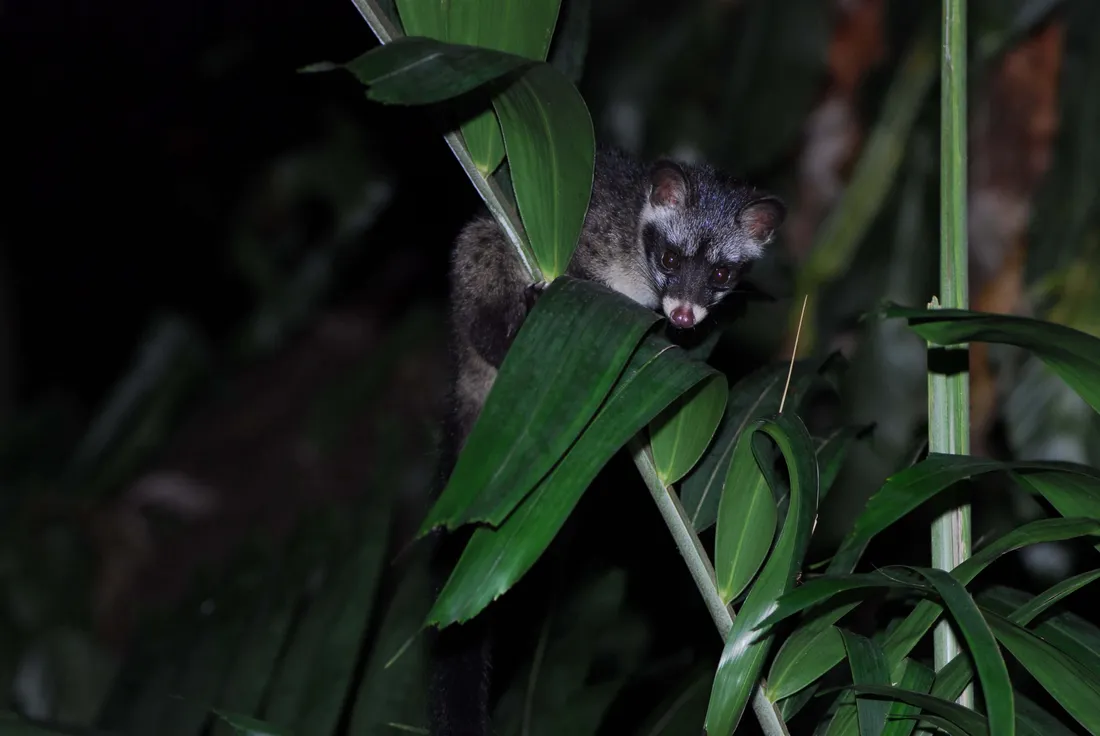 Civet