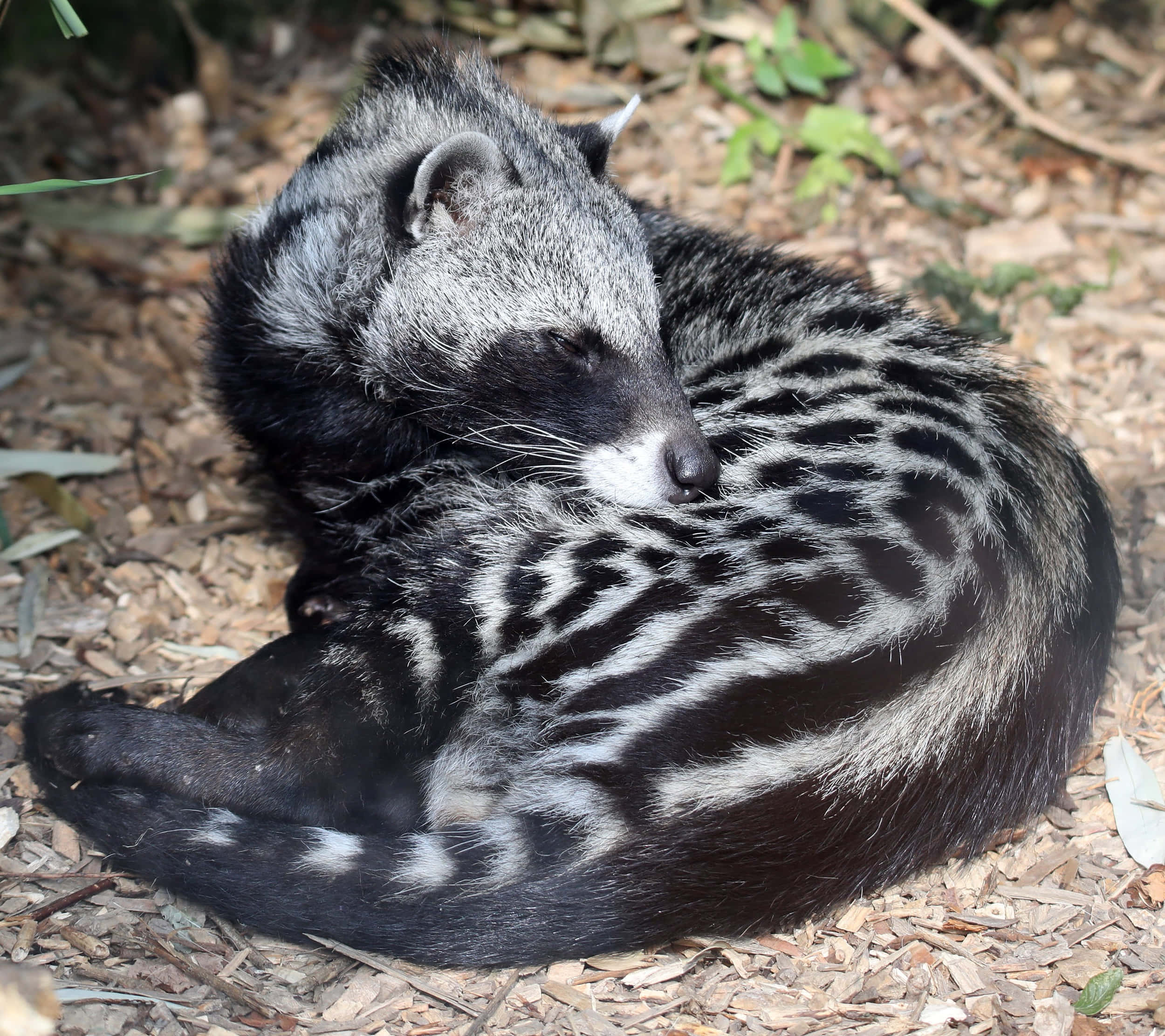 binturong, black and white fur, wood chips, Full HD Desktop Wallpaper