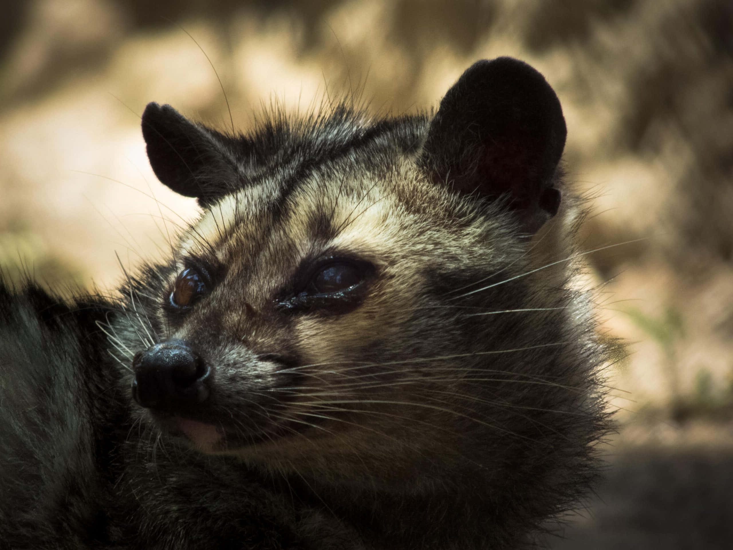 Civet, dappled sunlight, soft blurred background, 2K Desktop Wallpaper