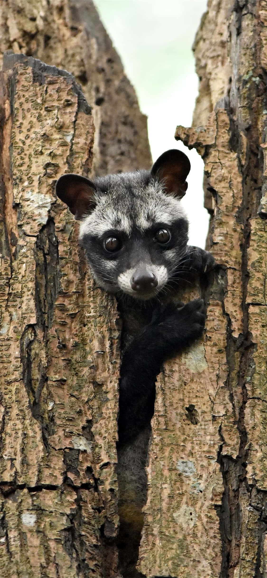Civet, binturong, tree trunk, Full HD Phone Wallpaper