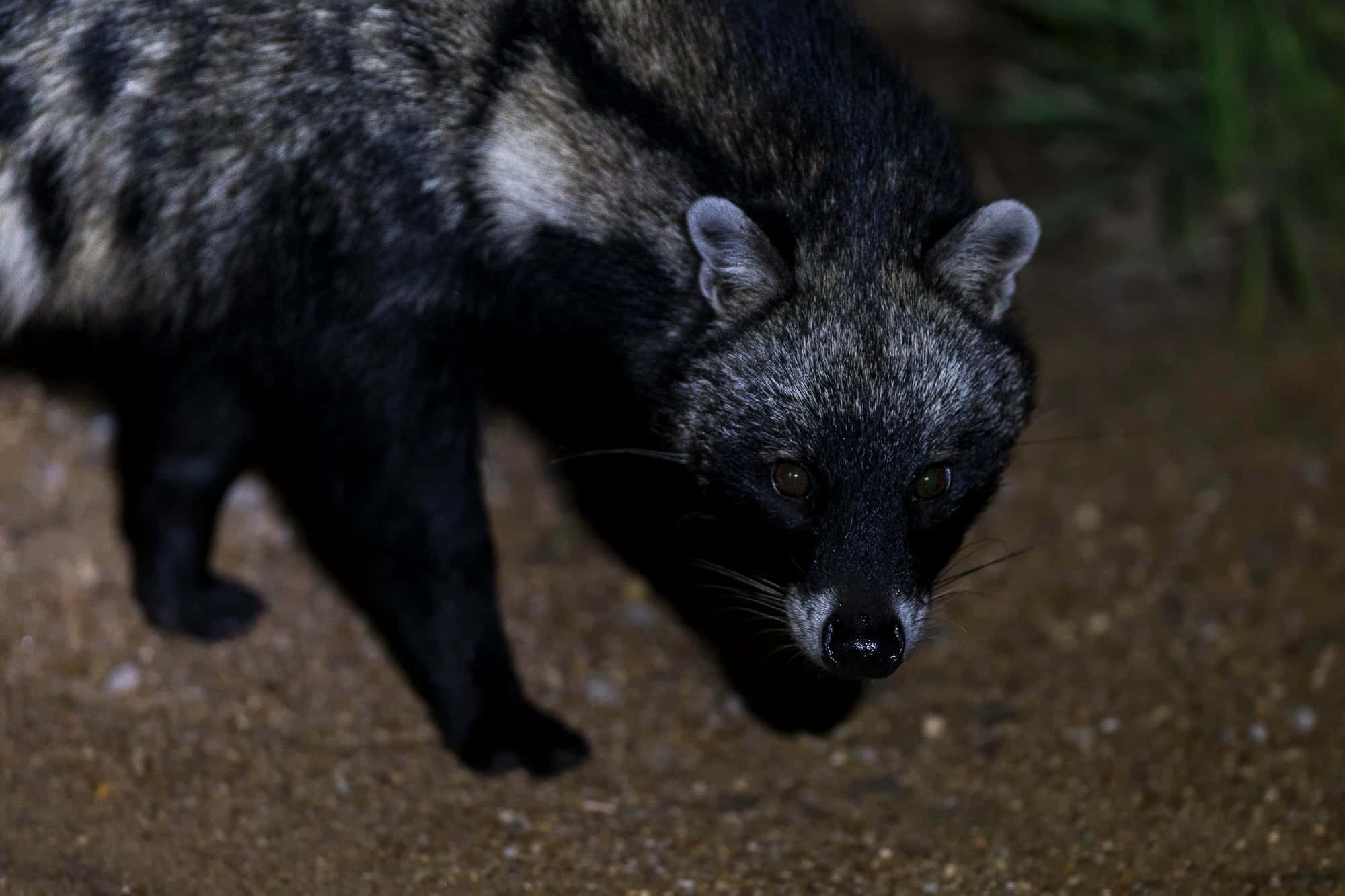 Civet, nighttime stroll, glowing eyes, Full HD Desktop Wallpaper