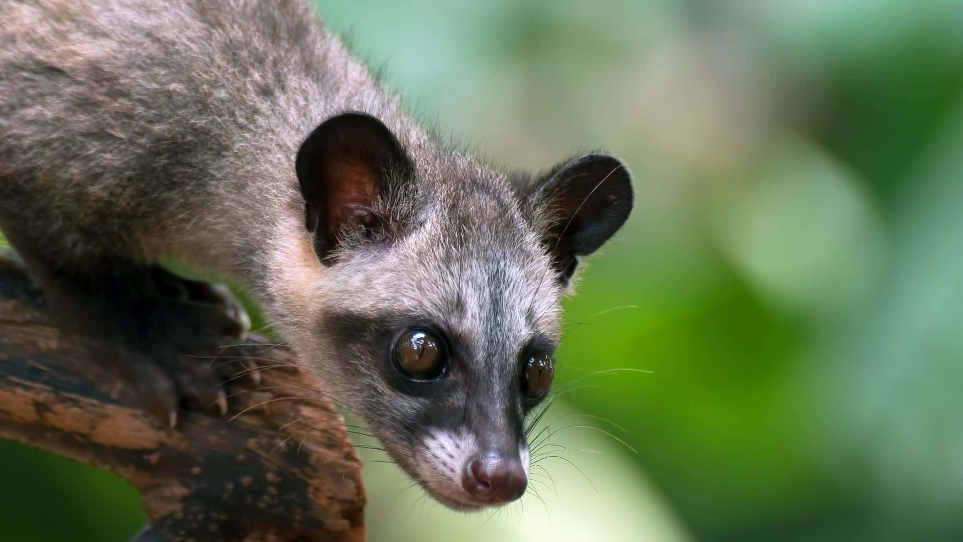 Civet, natural habitat, branch, Full HD Desktop Wallpaper