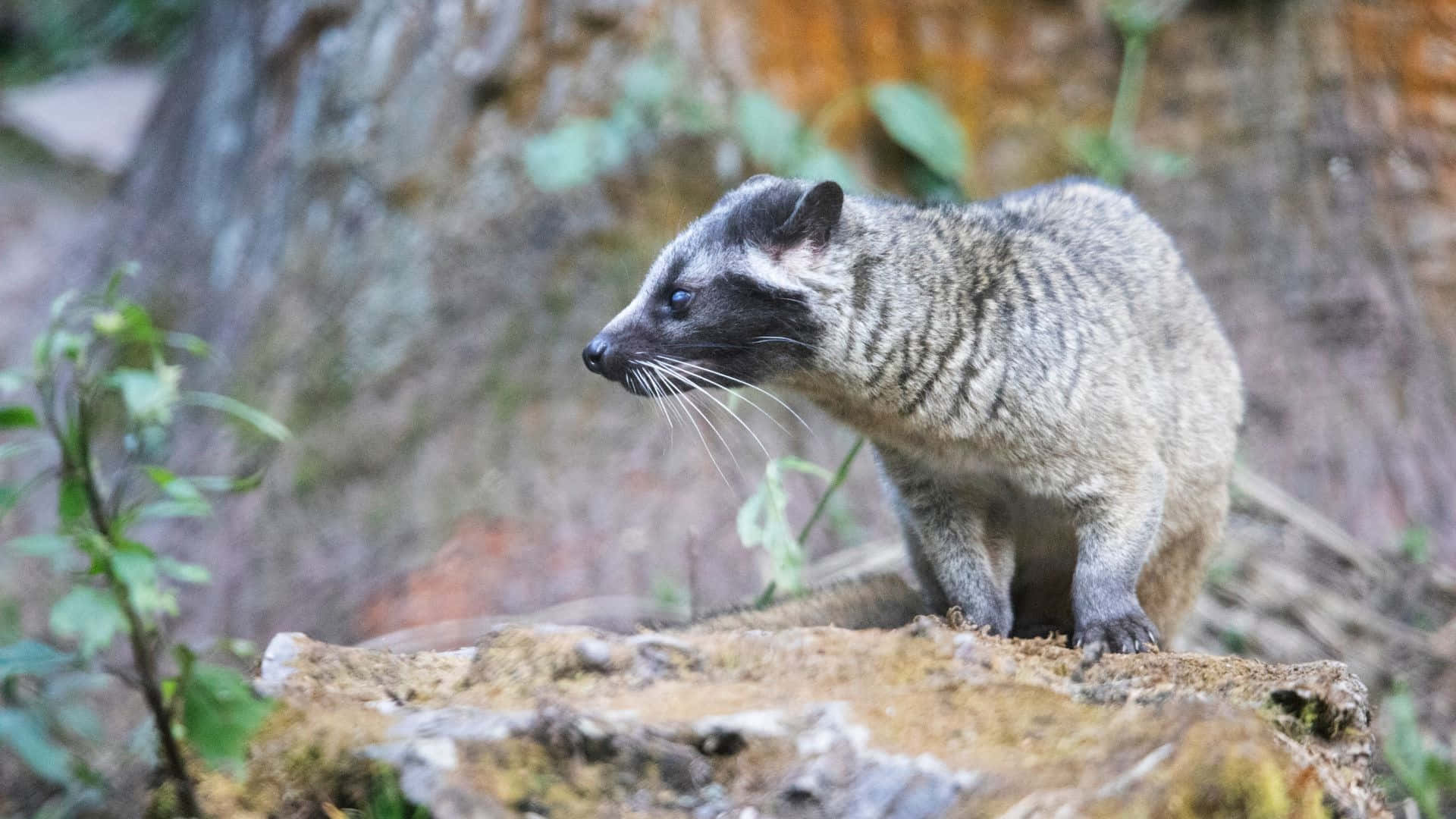 Civet, mossy rock, forest, Full HD Desktop Wallpaper