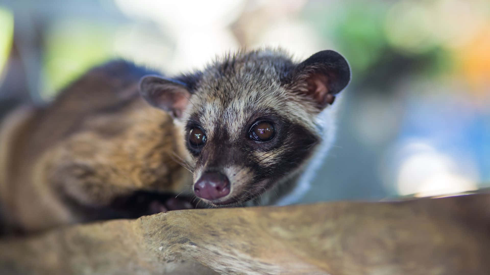 Civet, log, soft fur, Full HD Desktop Wallpaper