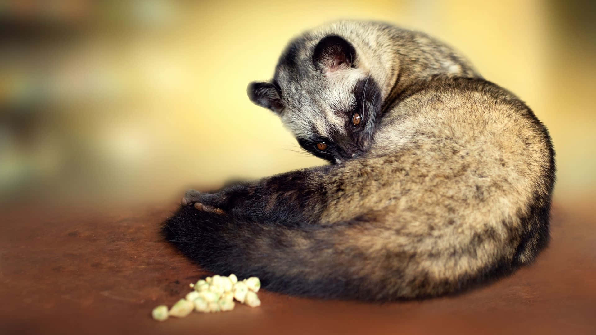 civet, wooden surface, popcorn kernels, Full HD Desktop Wallpaper