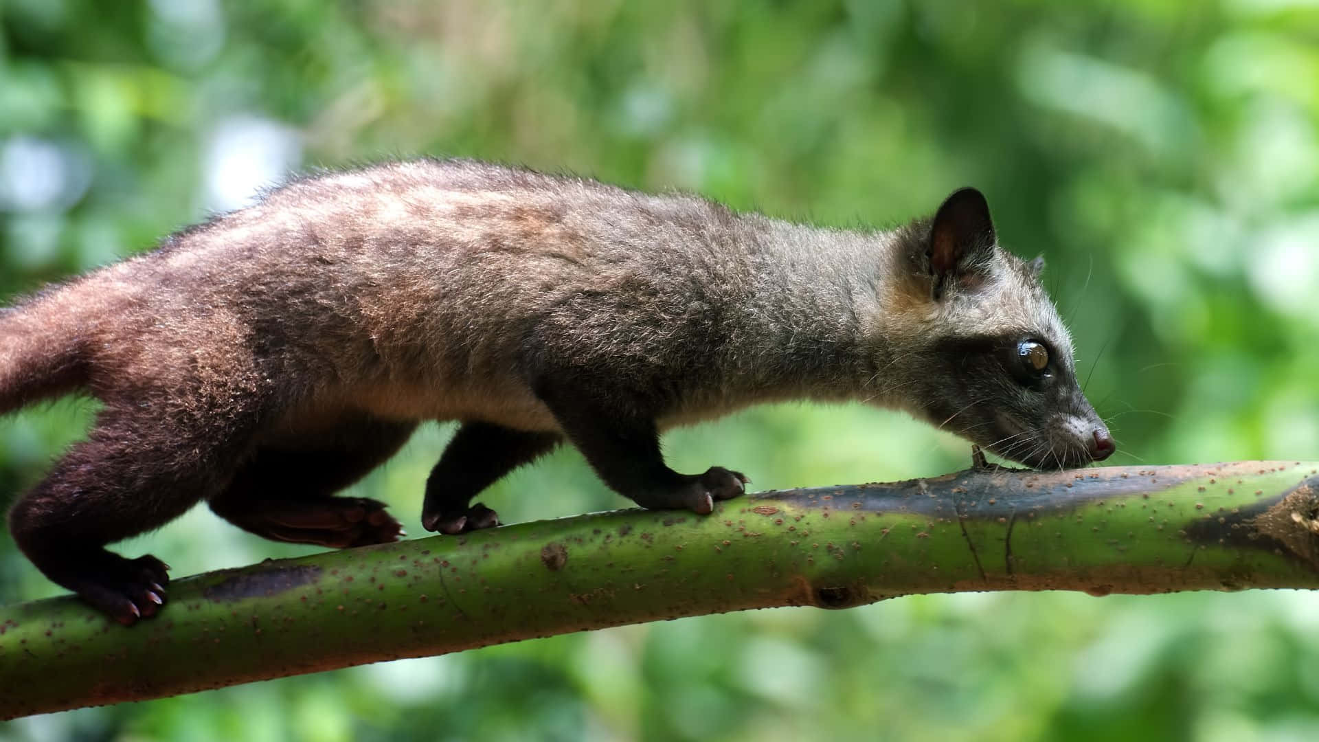 Civet, grayish brown fur, thick green tree branch, Full HD Desktop Wallpaper