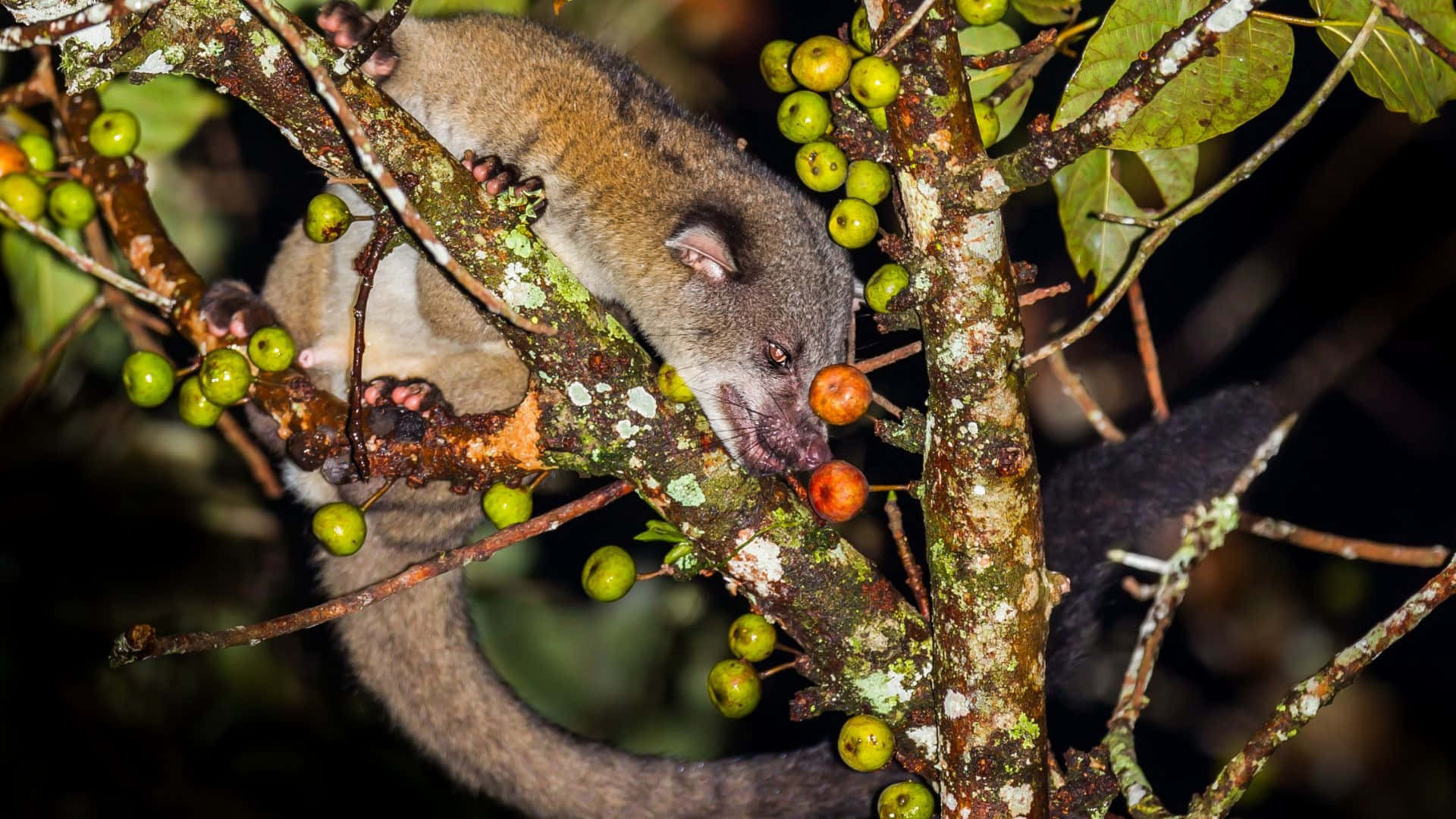 Civet, mossy tree branch, bright orange fruit, Full HD Desktop Wallpaper