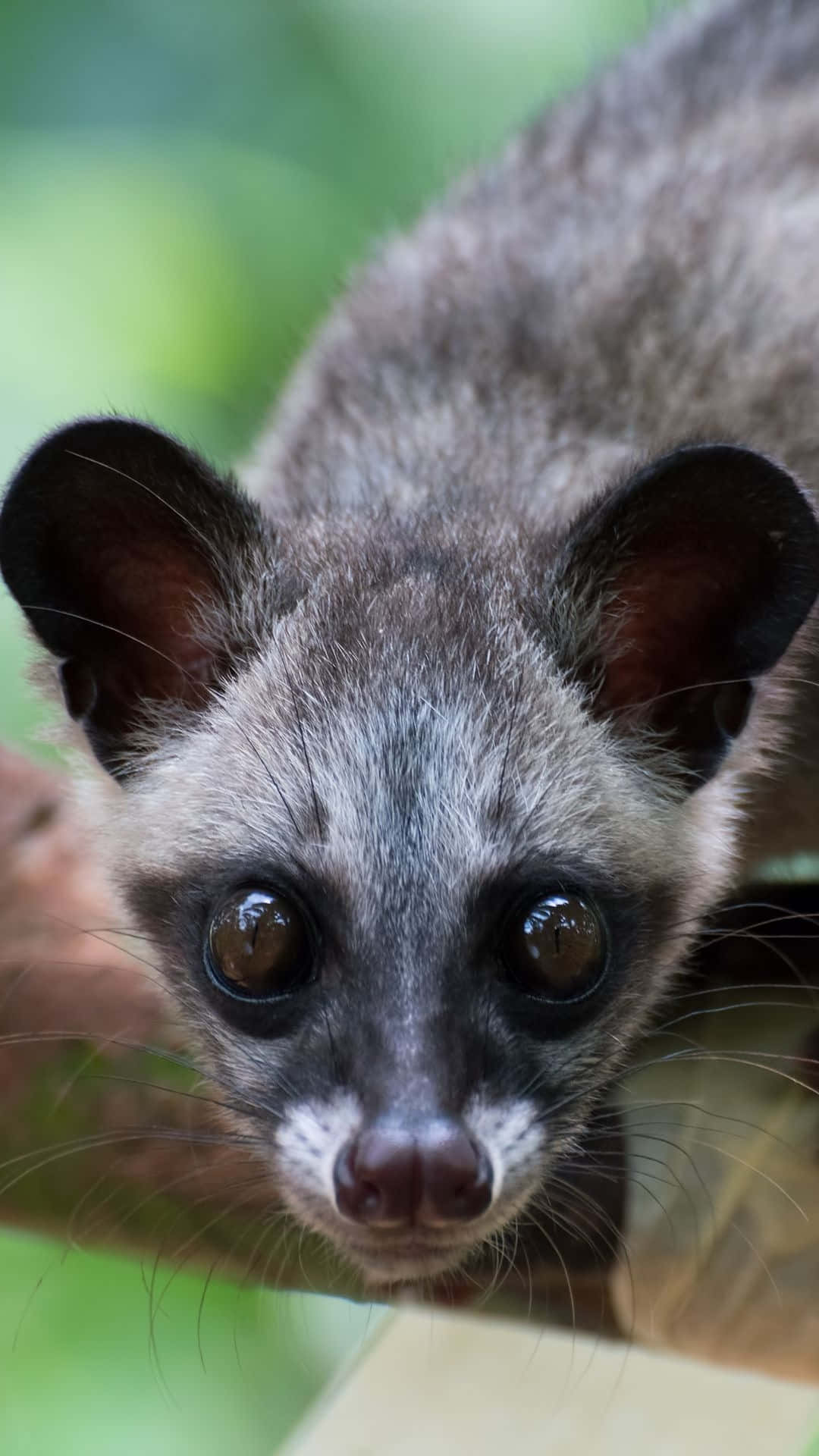 Civet, large dark eyes, grey fur, Full HD Phone Wallpaper