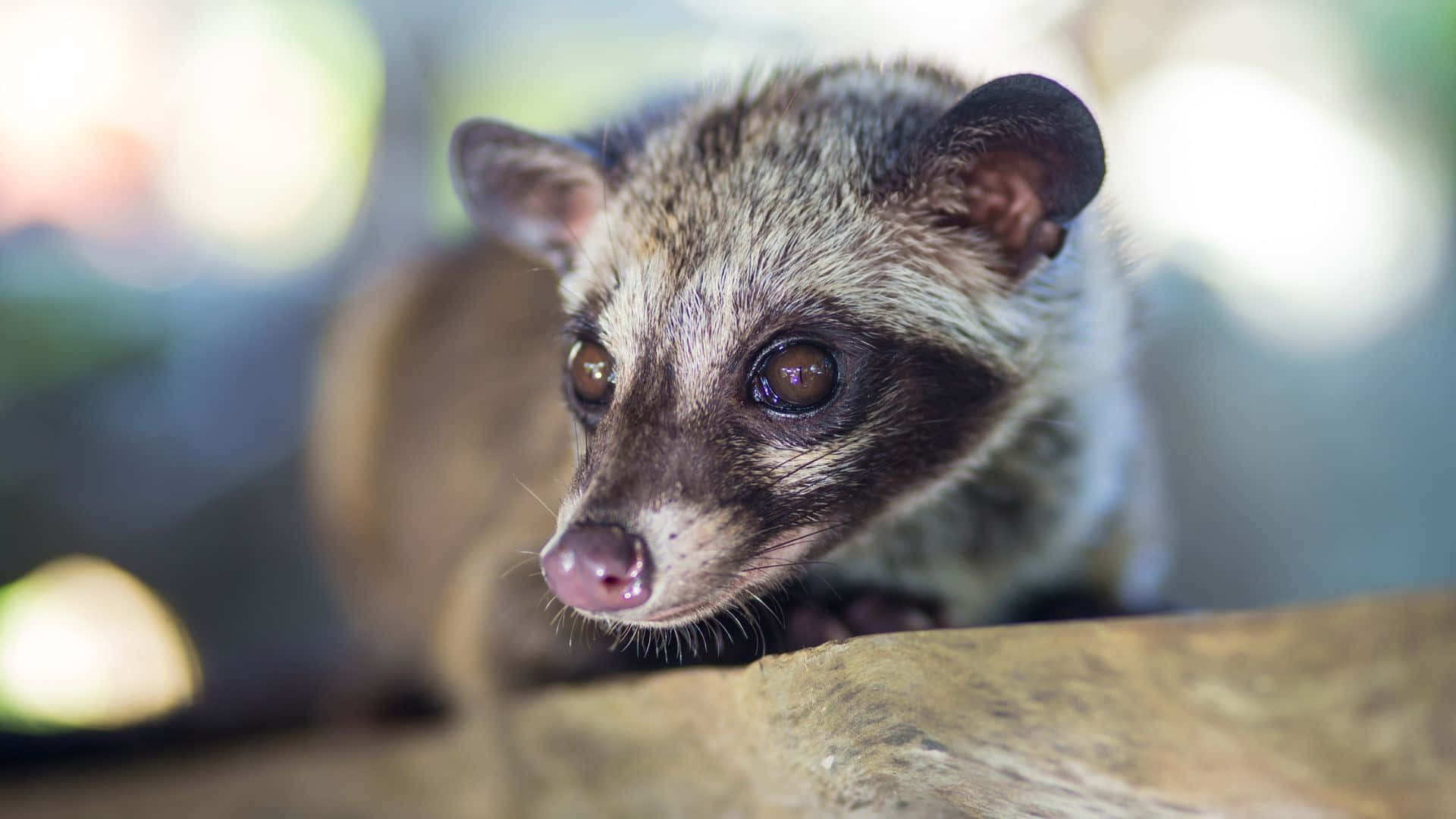 Civet, wide brown eyes, wooden surface, Full HD Desktop Wallpaper