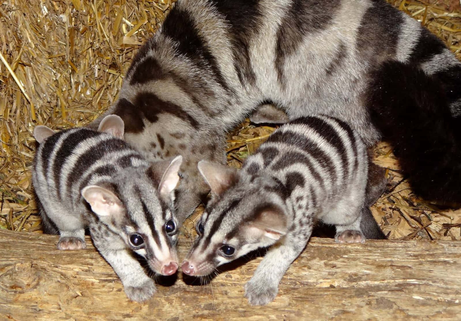 Civet, mother and young, striped baby civets, HD Desktop Wallpaper