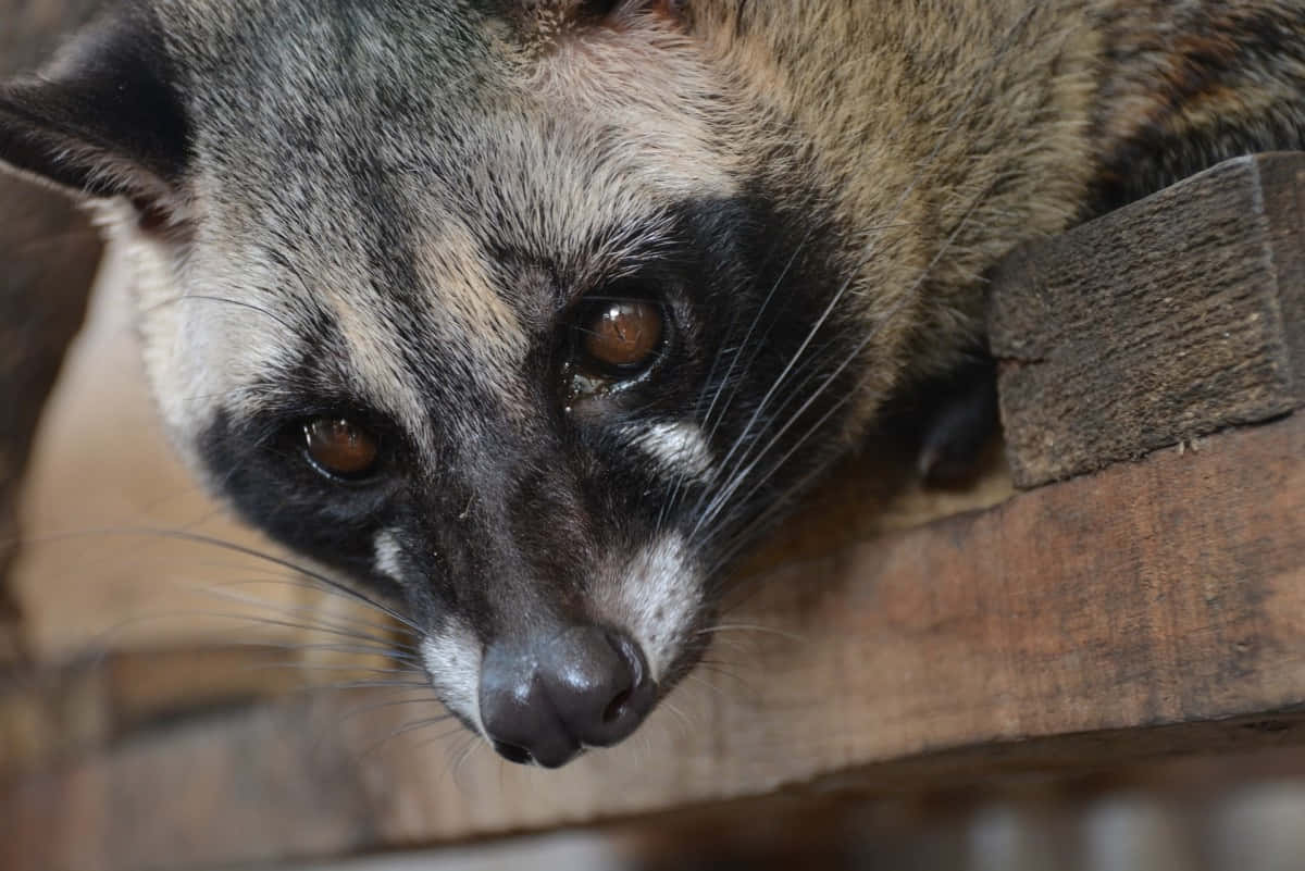 Civet, coati, weathered wooden beam, SD Desktop Wallpaper