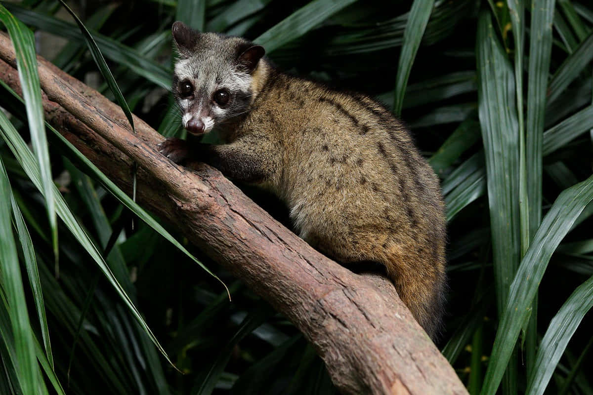 Civet, mossy branch, lush green tropical foliage, SD Desktop Wallpaper