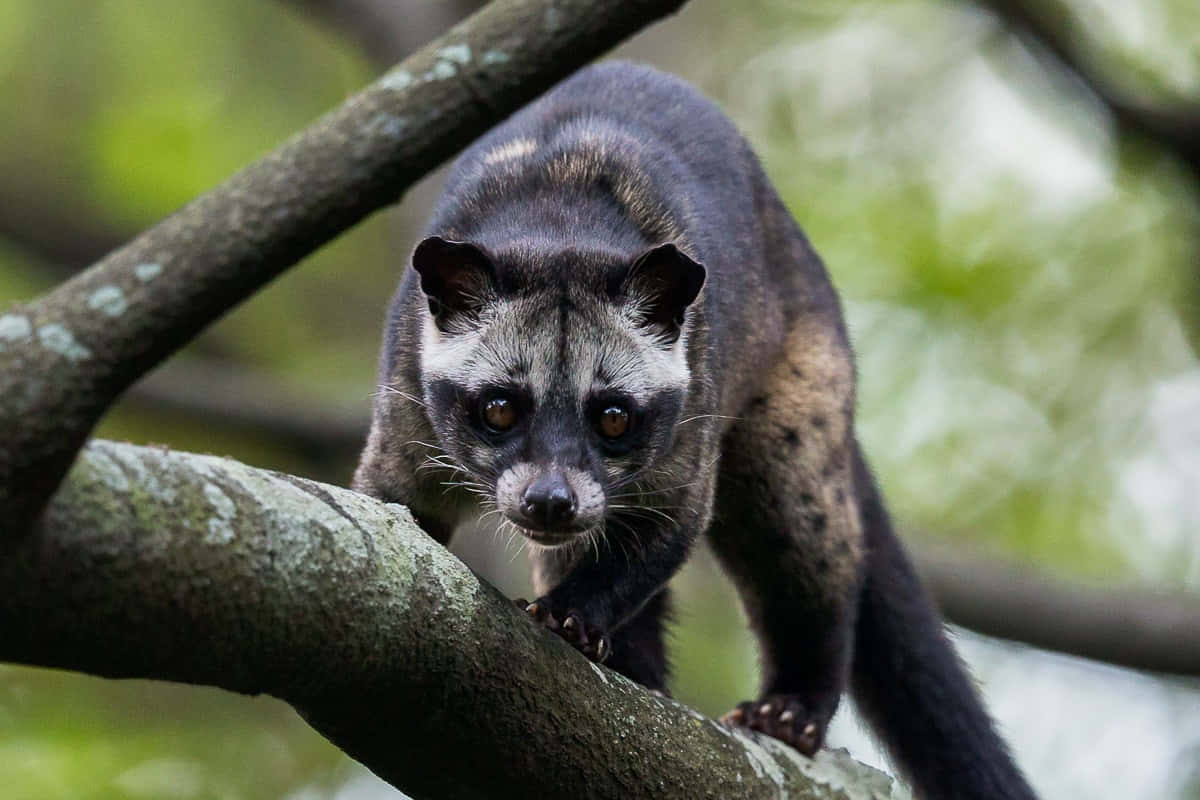 binturong, mossy tree branch, lush green forest, SD Desktop Wallpaper