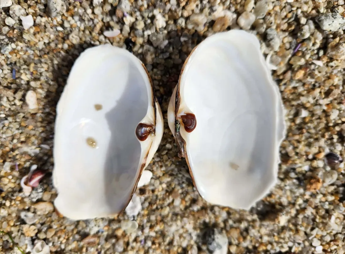 Clam Shell