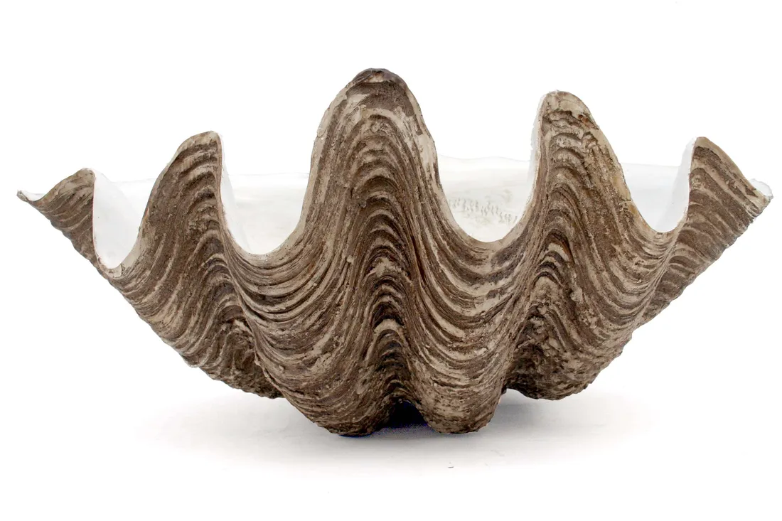 Clam