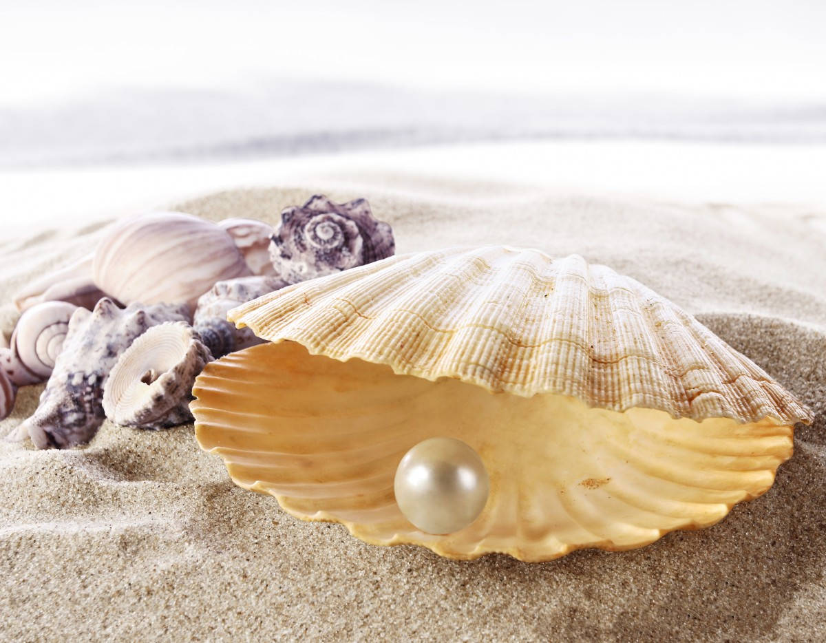 scallop shell, luminous pearl, fine sand, SD Desktop Wallpaper