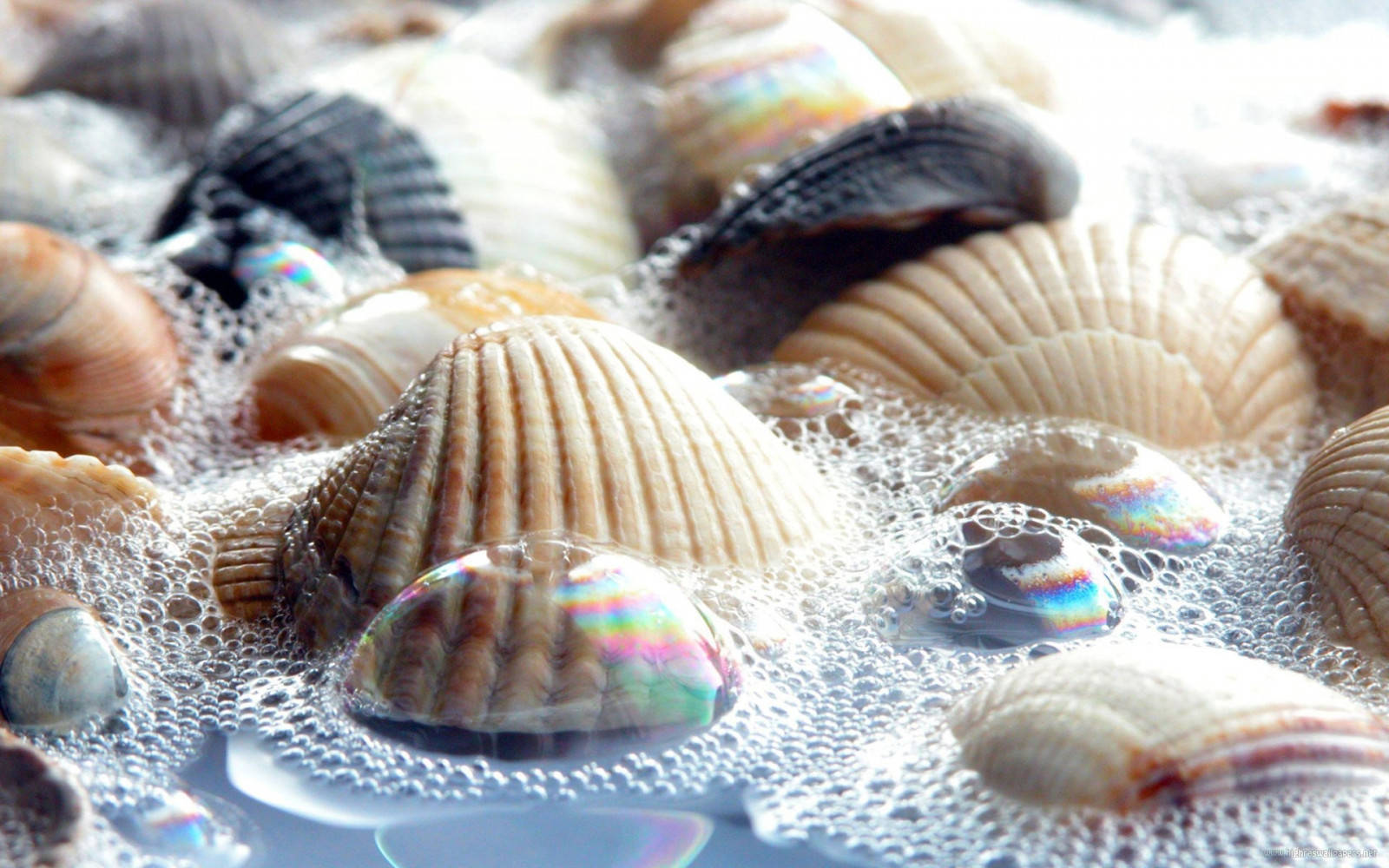 boiled clams, pot, bubbly water, HD Desktop Wallpaper